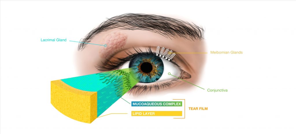 Diagram of the eye showing the different glands, conjunctiva, and tear film.